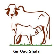 gir cow